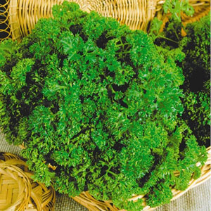 ��������������� ��������� �������� � ����������