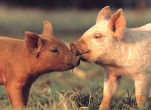 ��������� �����һ �� ������ � ������