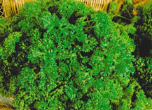 ��������������� ��������� �������� � ����������