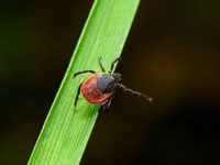 � ������ ����������� ���������� �����