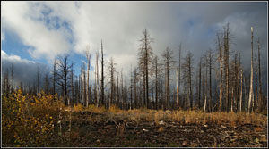 �� ���������� ���������� ����� 600 �� ����