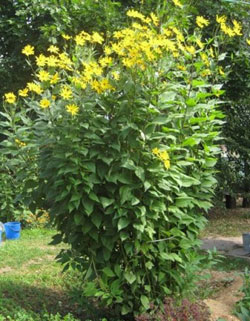 &laquo;����-�����&raquo; - �������������� ������������ �������.