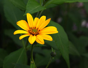 &laquo;����-�����&raquo; - �������������� ������������ �������.