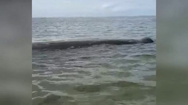 ������ �������� ������ ������� ������������ �������� ����