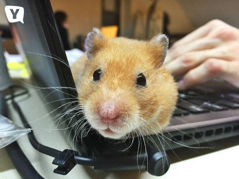 �����-������������� �� 20% ������� ������� �������