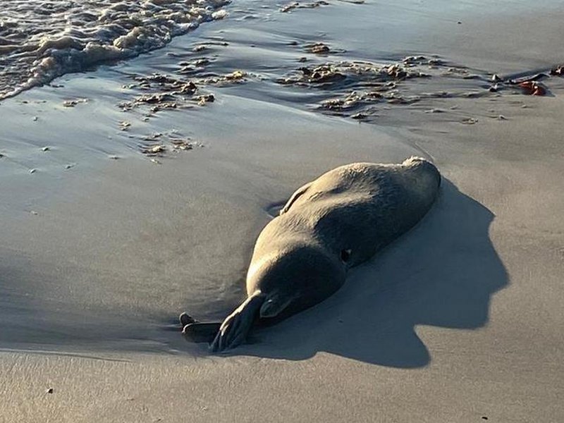Причастны ли США к массовой гибели тюленей в Каспии