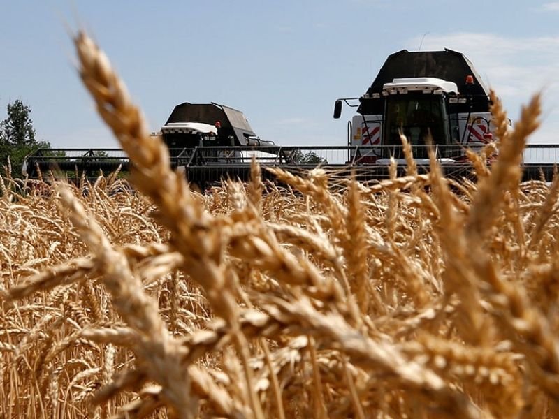 Как Россия распорядится небывалым урожаем зерна