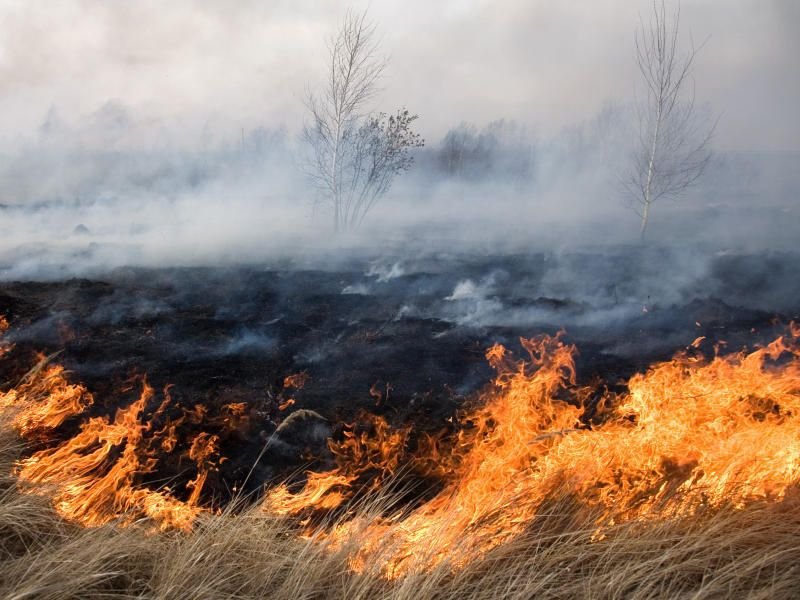 Times: Фермеры Украины сжигают свои поля для подрыва российских мин